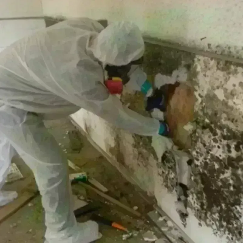 Best Mold Remediation and Removal Service in La Riviera, CA